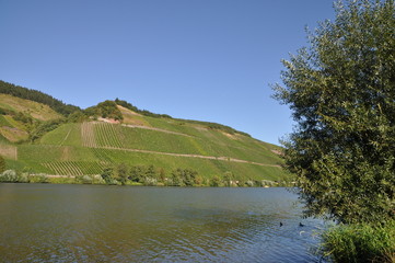 Fototapeta premium Weinberge in Longuich an der Mosel