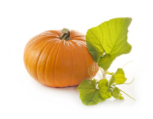 Pumpkin with leaves isolated on white background