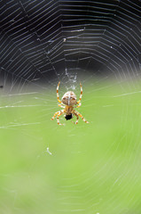 Kreuzspinne Netz Fressen