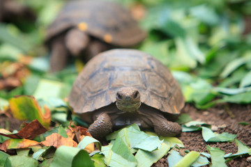 Little baby turtle crawling, Galapagos
