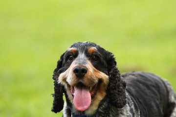 Fototapeta premium English cocker spaniel