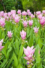 Pink Flowers and plants