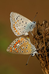 Accoppiamento farfalle