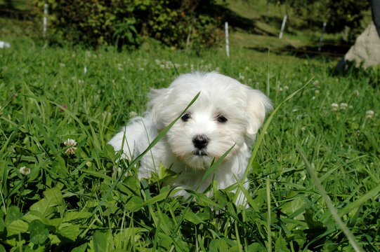 Maltese Terrier Puppy