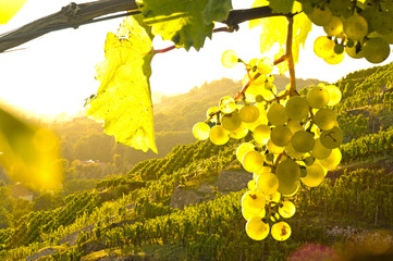 Weinstock im Gegenlicht