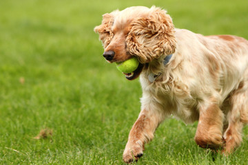 English cocker spaniel