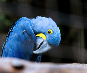 Hyacinth Macaw parrot