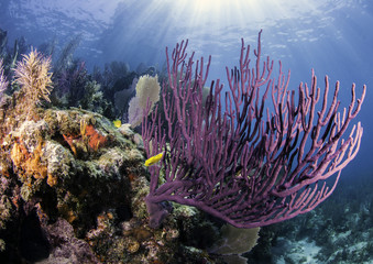 Coral Reefs of North America