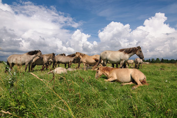 Wild horse herd