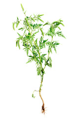 Ragweed plant with root isolated on white, common allergen