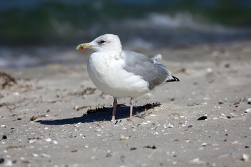 Möwe