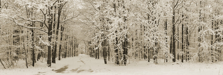 Winter forest