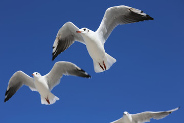 Seeschwalben vor blauem Himmel