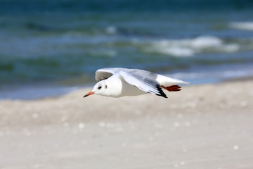Seeschwalbe am Ostseestrand
