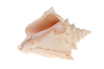 shell