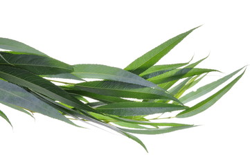 Fototapeta premium Willow tree leaves isolated on white background