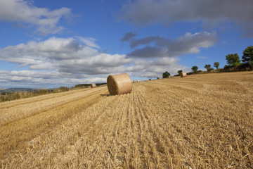 shower clouds over stubble