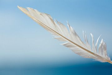 Feather in the sky