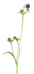 Devil's-bit, Succisa pratensis isolated on white background