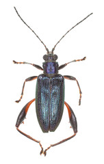 Donacia crassipes, isolated on white background