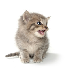 Cute tabby kitten