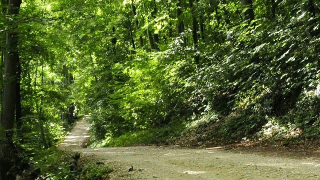 Waldweg