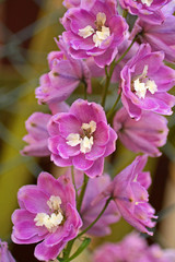 Blooming delphinium close up