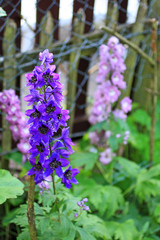 Blooming delphinium close up