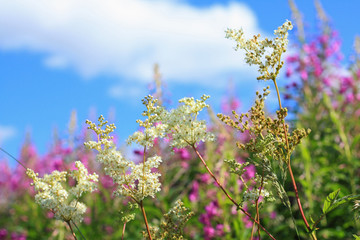 Beautiful wildflowers meadow