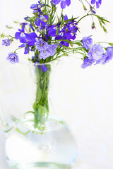 Blue lobelias in the glass vase