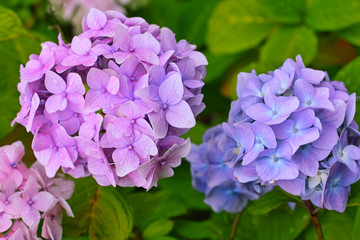 Obraz premium Beautiful hydranges in the garden