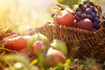 Organic fruit in summer grass - 44799892