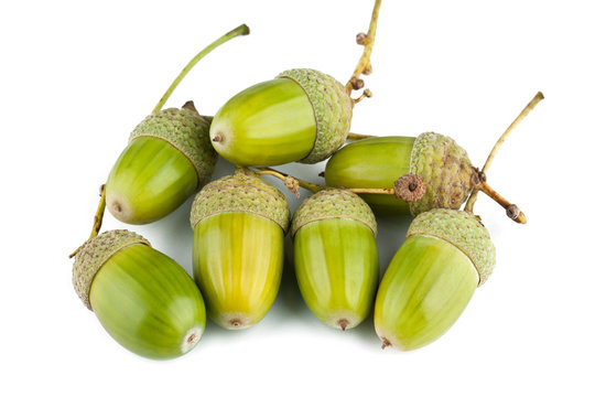 Green acorns on a white background
