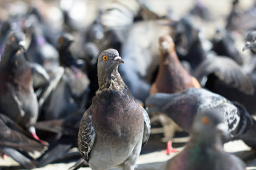 Angry Birds