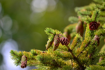 pine branches