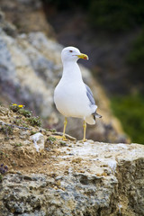 Obraz premium seagull bird in the wild