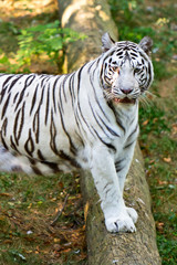 Fototapeta na wymiar Tigre blanc sur un tronc