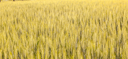 beautiful pattern of golden grain