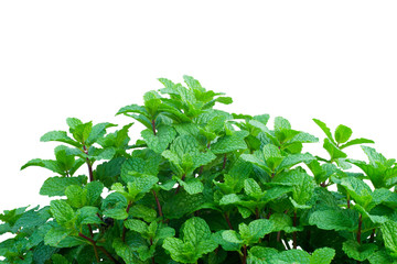 peppermint isolated on white background