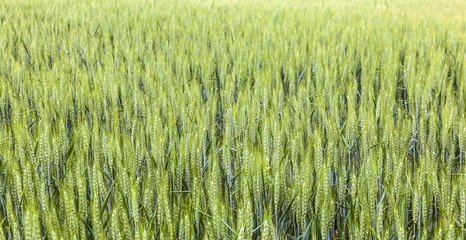 beautiful pattern of green grain in grainfield