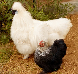backyard poultry Silkie rooster and pekin bantam hen