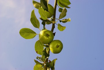 Grüne Äpfel an einem Ast, blauer Himmel