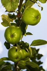 Große grüne Äpfel an einem Baum, blauer Himmel