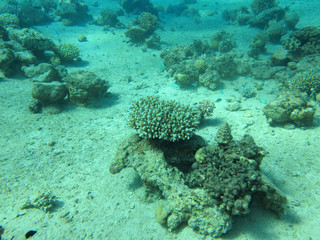 underwater scenery
