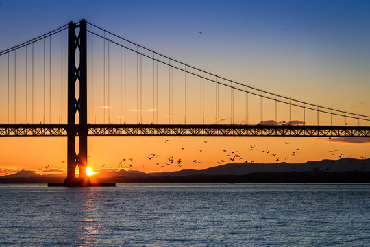 Birds flying at sunset under the bridge in Scotland