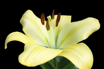 yellow lily over black