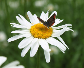 small butterfly on camomile