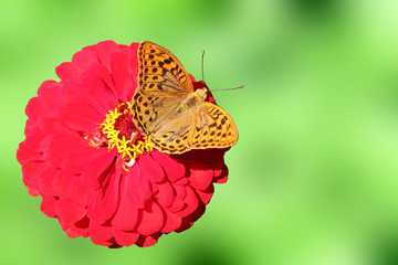 butterfly (Silver-washed Fritillary) on flower (zinnia)