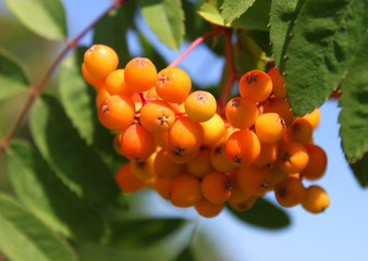 close up of ashberries
