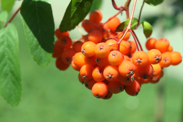 ashberry tree
